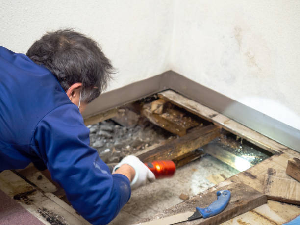 Best Mold Cleaning Services  in Five Corners, WA