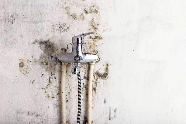 Best Commercial Mold Removal  in Five Corners, WA