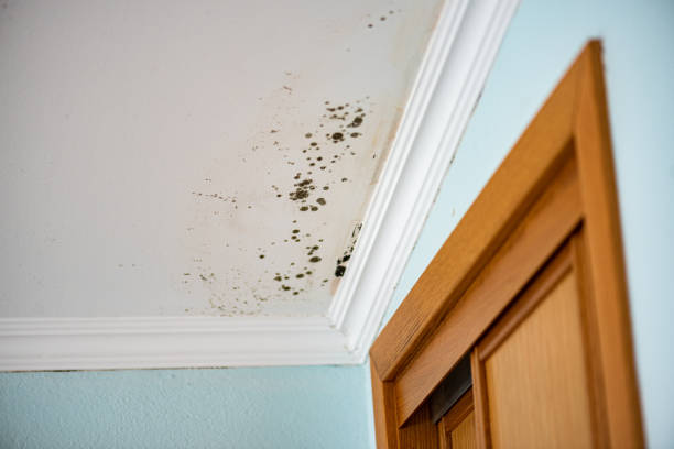 Best Professional Mold Removal  in Five Corners, WA
