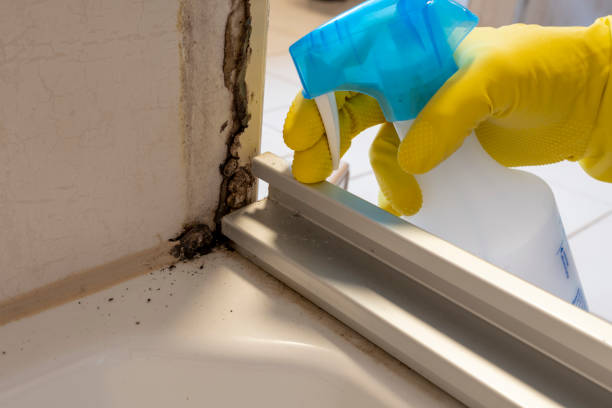 Best Affordable Mold Removal  in Five Corners, WA