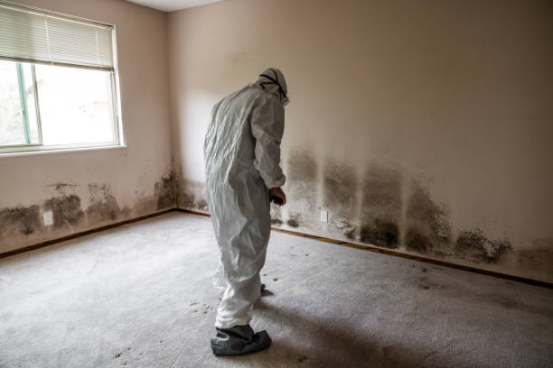 Professional Mold Removal in Five Corners, WA